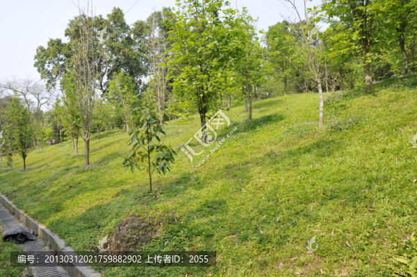 華南植物園,草坪