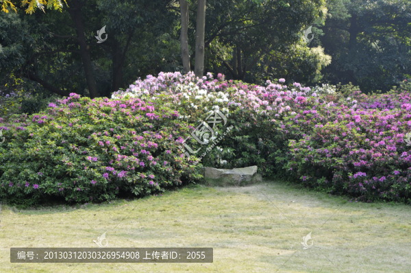 杜鵑花