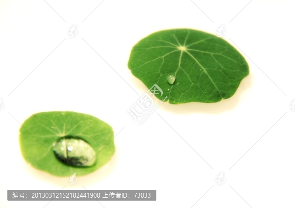 旱金蓮葉子,,,旱荷葉子,,旱荷花葉子