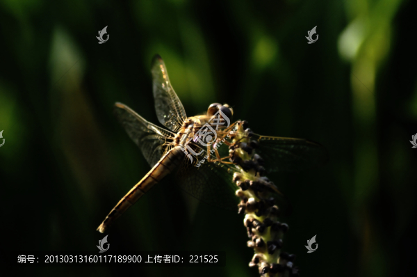 蜻蜓