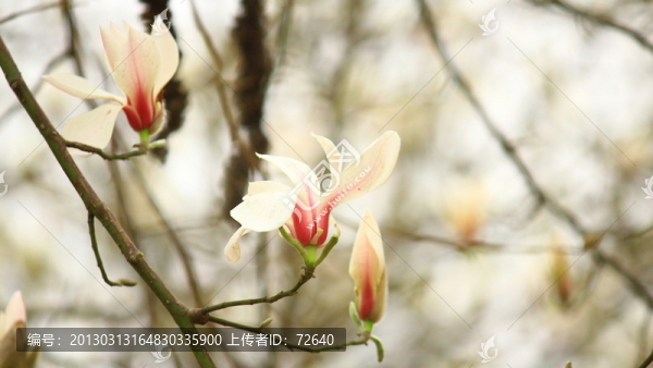 玉蘭花