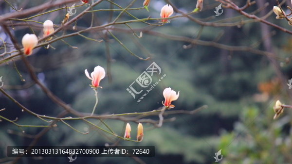 玉蘭花
