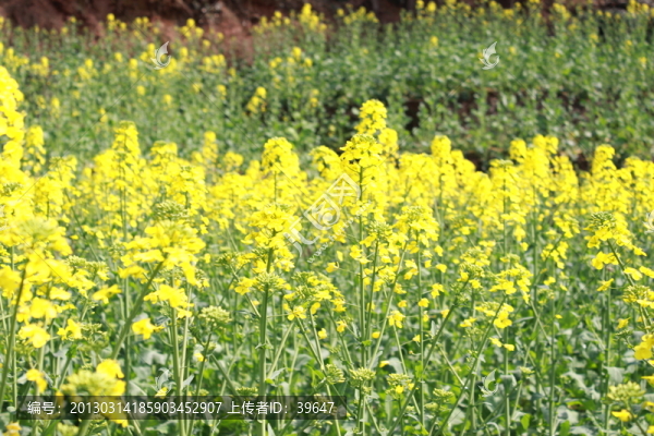 油菜花