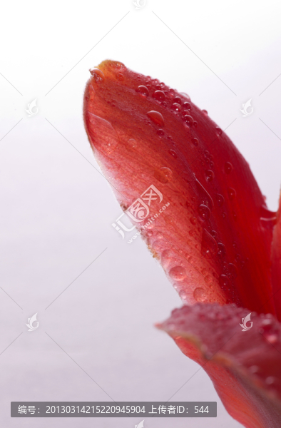 木棉花花瓣