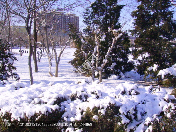 雪景,植物
