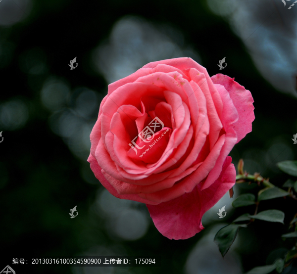 月季花