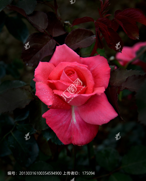月季花