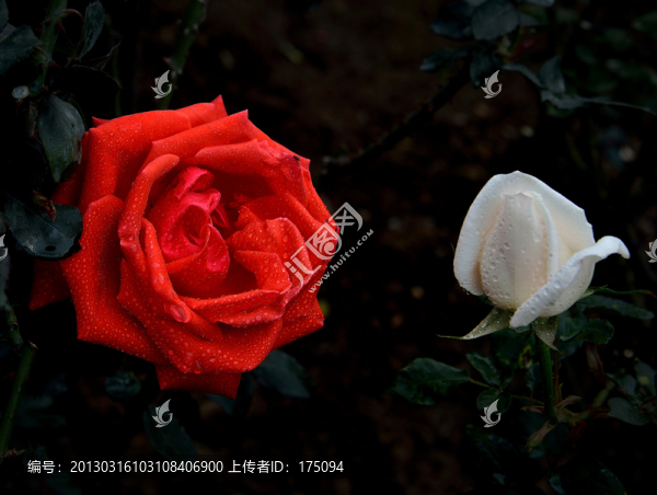 月季花
