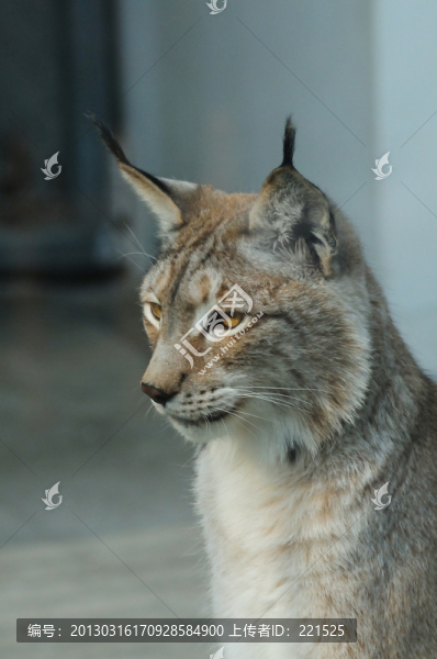 猞猁