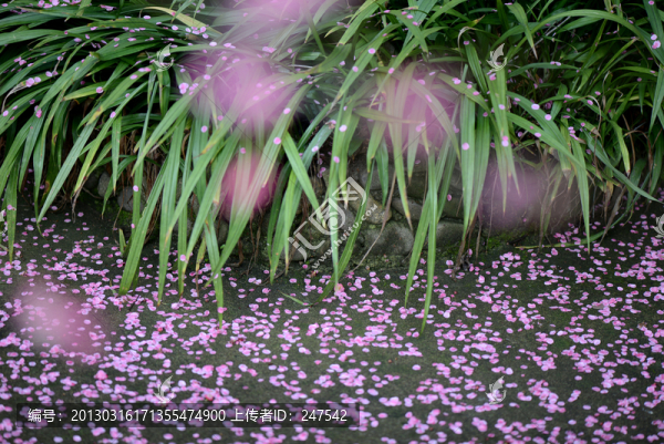 觀音草與落花