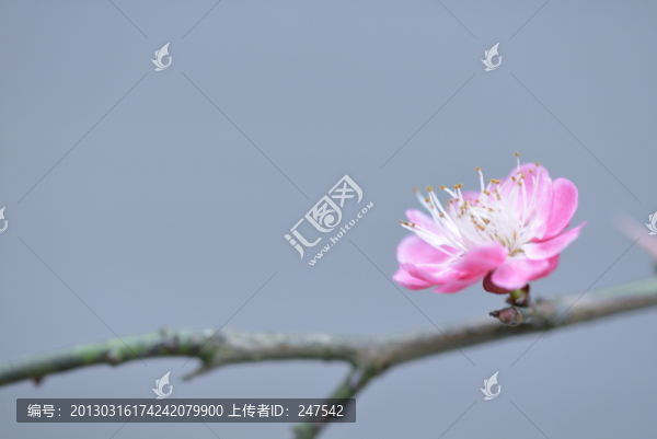 梅花