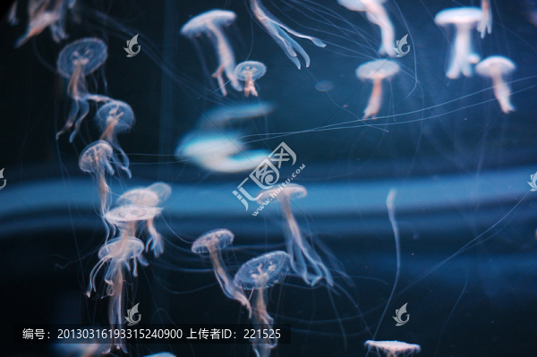 水母