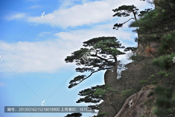黃山松