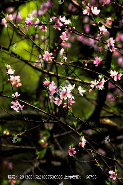 桃花依舊