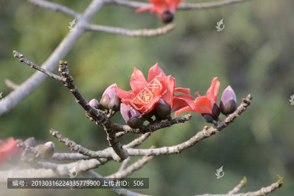 木棉花
