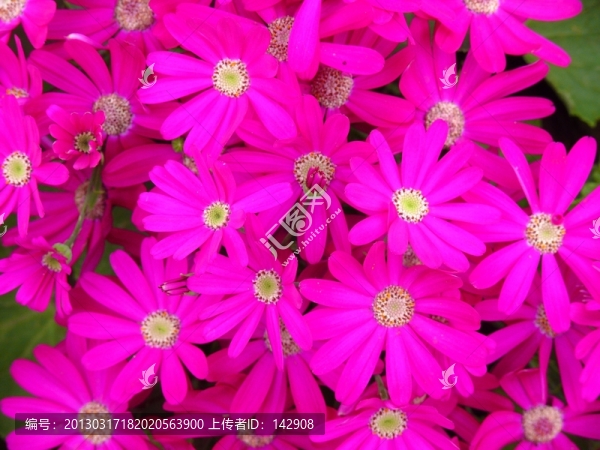 太陽菊