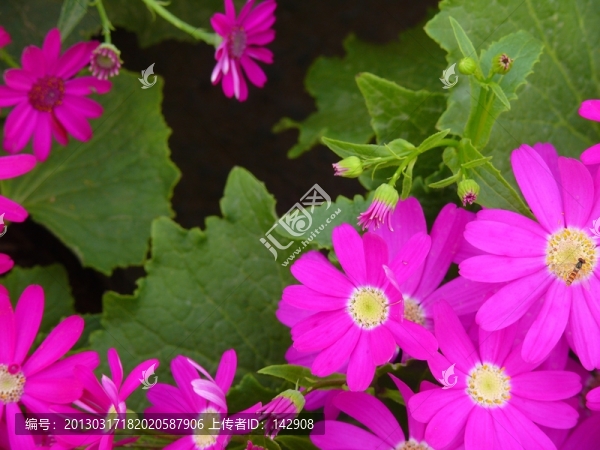 太陽菊