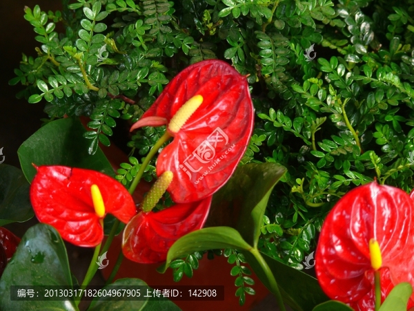 紅掌花