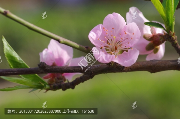 桃花