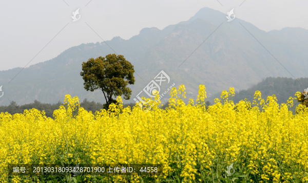 田園的油菜花