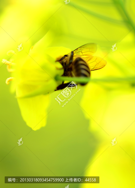 花和蜜蜂