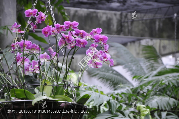 蘭花