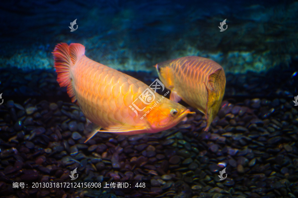 紅龍魚