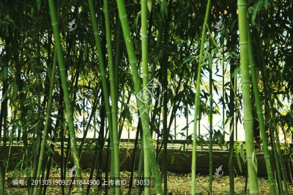 竹林,,,竹子,,翠竹,,竹園