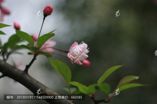 海棠花
