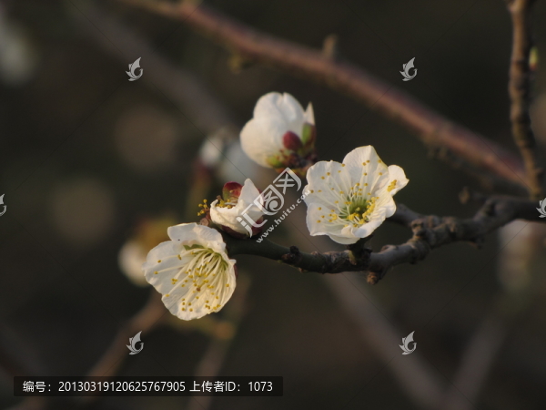 白梅報(bào)春