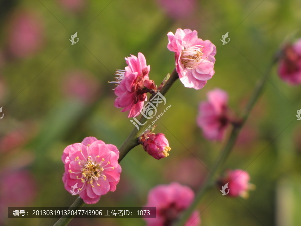 梅花幾枝