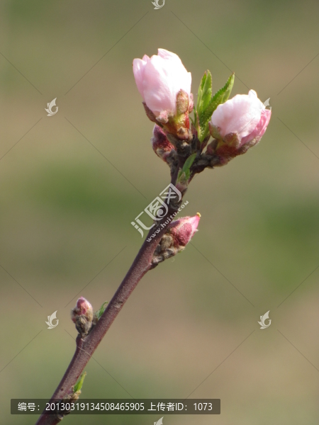 桃花枝頭