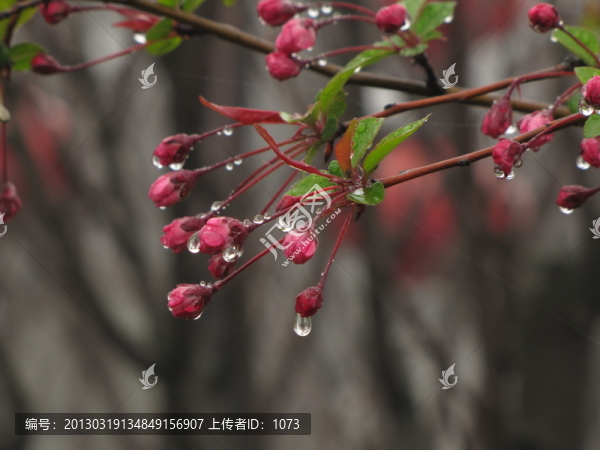 雨中的垂絲海棠