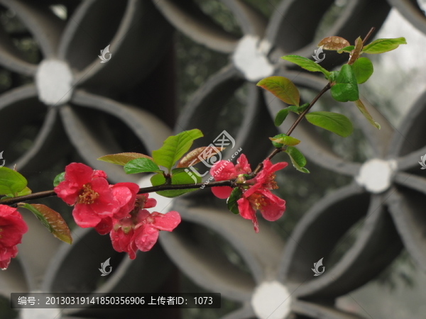 醉人的紅海棠