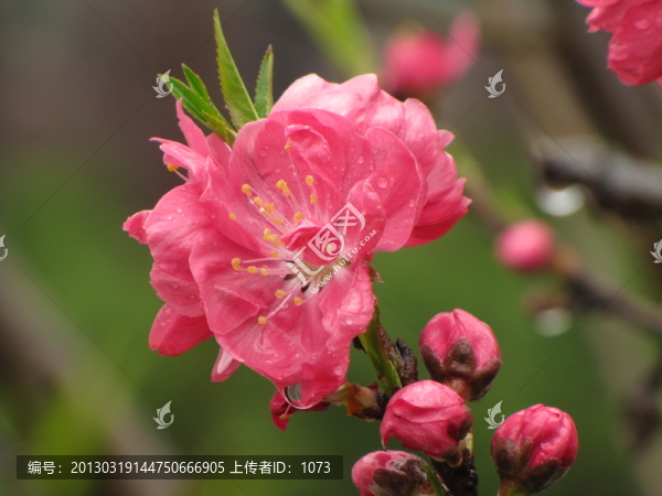 碧桃雨