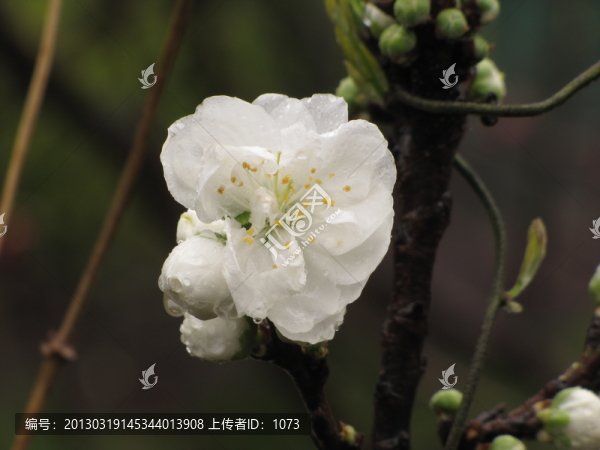 碧桃花