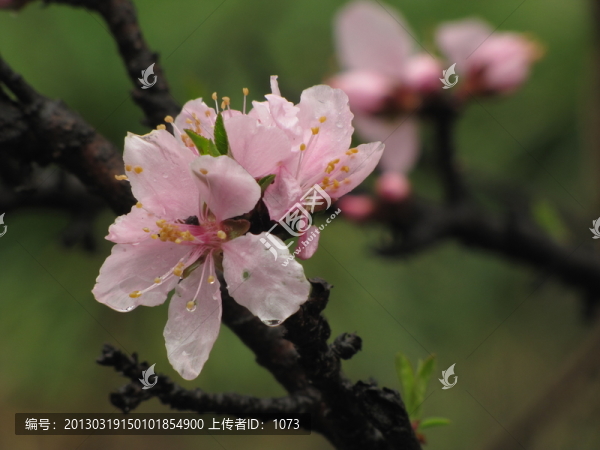 雨中桃花