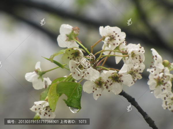 雨中杜梨花