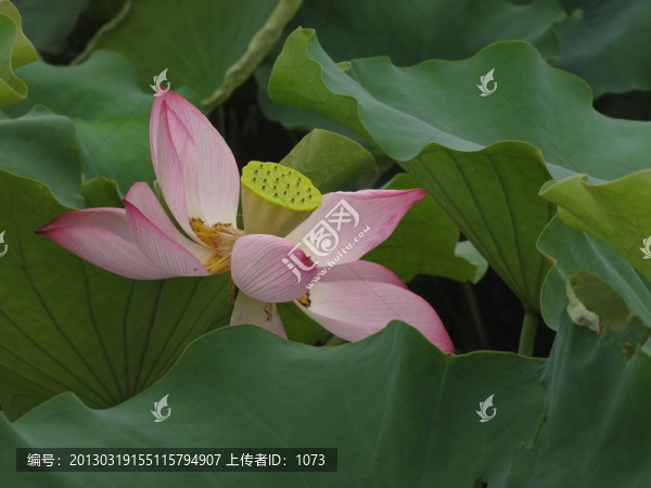 紅荷花開