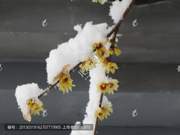 臘梅沃雪