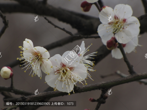 白梅報(bào)春來