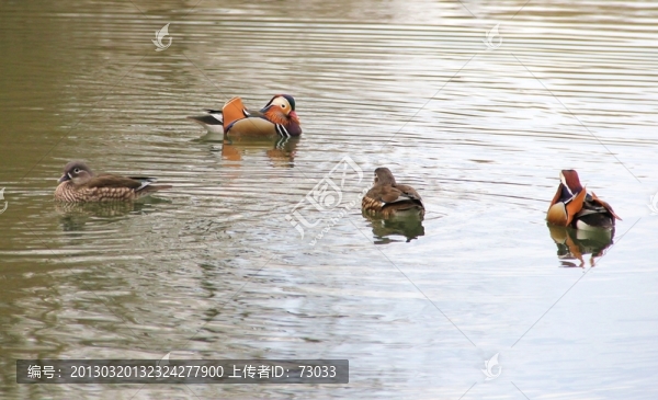 鴛鴦戲水