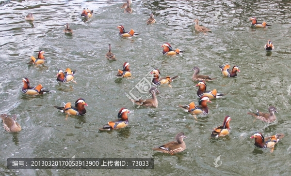 鴛鴦,鴛鴦群