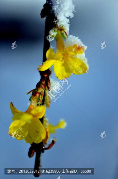迎春花