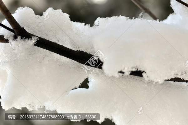 白雪
