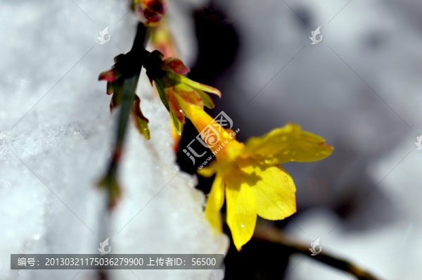 迎春花