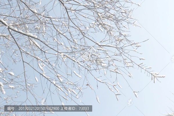 霧凇樹枝