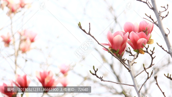 玉蘭花