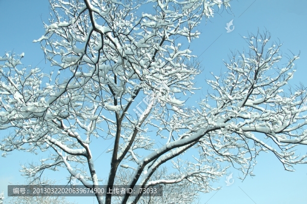 雪景洋槐樹
