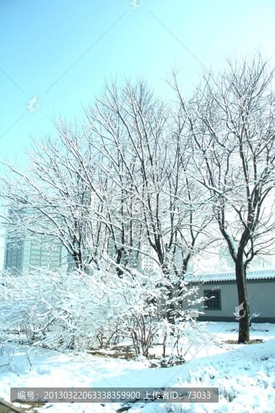 雪景,,樹,,雪地